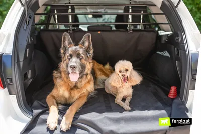 Собака в машине | Doggy, Dogs, Animals