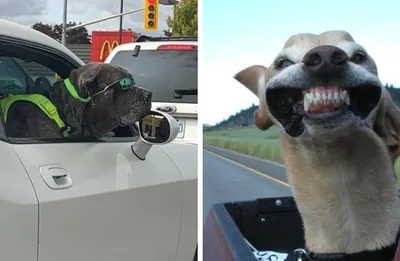 Ученые рассказали, почему собаки высовывают голову из машины