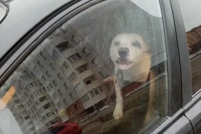 Собаки в машине | АвтоПес.ка | Дзен
