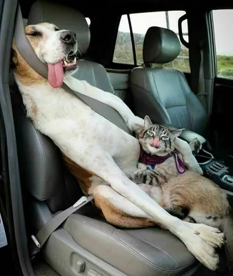 Поехали кататься! Фото смешных собак, которые обожают ездить в машине |  Minsknews.by | Дзен