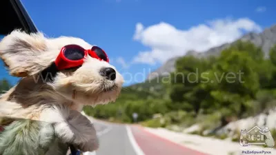 Собака в автомобиле – ZooPicture.ru