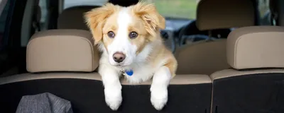 Собака в машине» — создано в Шедевруме