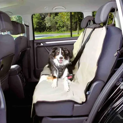 Как перевозить собаку в машине, правила перевозки - ветклиника \"в Добрые  Руки\"