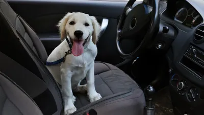 10+ фото, доказывающих, что собака в машине — залог хорошего настроения