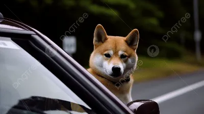 Машина в виде собаки (66 фото) - картинки sobakovod.club