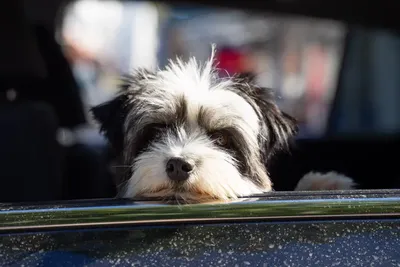 Как перевозить собаку в машине, поезде или самолете — ProPlan.ru