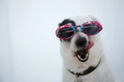 Канвас Собака в очках 40х40 см купить недорого в интернет-магазине товаров  для декора Бауцентр