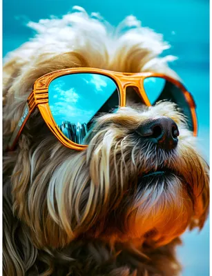 Собака в очках и жилете | Премиум Фото