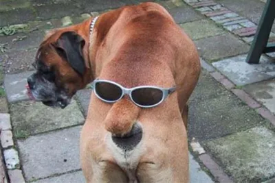 Собака в солнечных очках» — создано в Шедевруме