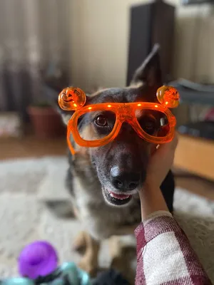 Фото Йоркширский терьер собака очках Животные