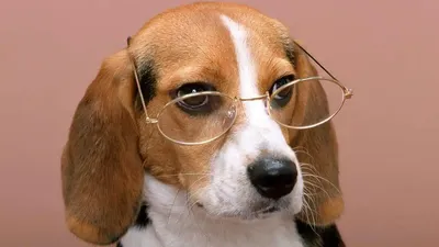 Нашивка 3D собака в очках, размер 24*13см 🌟 Купить оптом в Москве и  области, СПб, России N3-YFT103 - Zigzag Fabrics