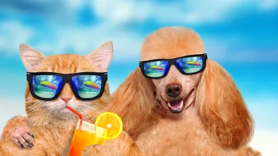 Собака вынуждена носить солнцезащитные очки, чтобы не ослепнуть | Афина |  Дзен