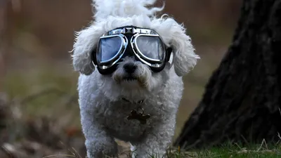 Фото Большая собака в декоративных очках