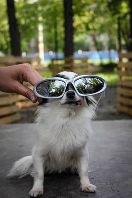 Это собака в очках стоковое фото. изображение насчитывающей носить -  189695866