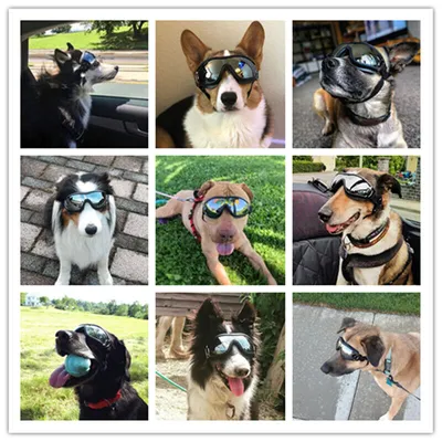 Скачать обои собака, очки, болонка, раздел собаки в разрешении 1600x900