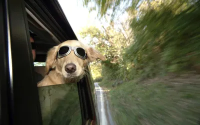 Собака в солнечных очках на сером фоне | Премиум Фото