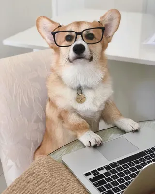 Собака в очках - красивые фото