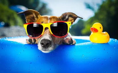 Собака-улыбка в солнечных очках …» — создано в Шедевруме