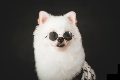 Pet Dog Goggles UV Eye Protection Sunglasses for Medium Larger Breed Dogs |  eBay