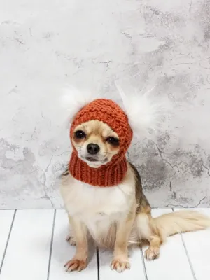 Собака в шапке фото фотографии