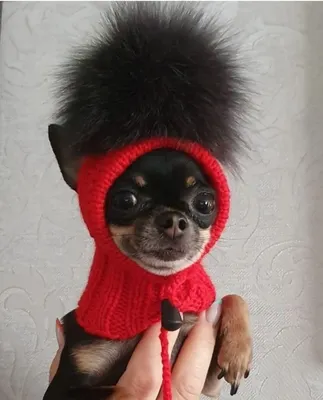 Собака в шапке ушанке» — создано в Шедевруме