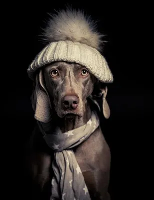 Вязаная шапка для собаки капор с открытыми ушами Puffy Фреш - купить в  Москве, СПб | цены | Интернет магазин с доставкой на дом | зоомагазин  Puffy-Shop