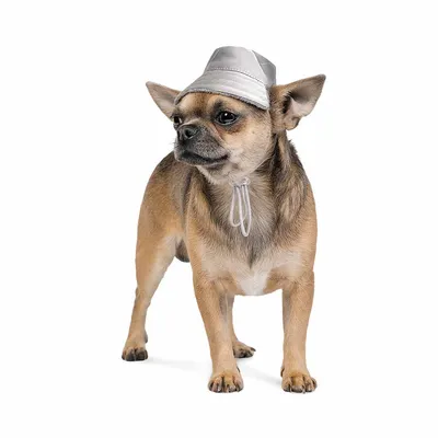 Черная и серая шапка-снуд с ушками из теплого флиса для собак в магазине  «STEMA | Одежда для собак» на Ламбада-маркете