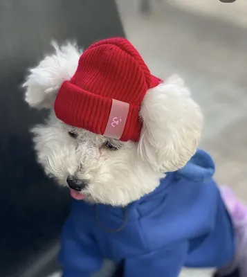 Собака в вязаной шапке со словом \"боксер\" | Премиум Фото