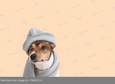 собака в шапке с булавками, 3d иллюстрация собака смотрит на клещей под  шляпой, Hd фотография фото, собака фон картинки и Фото для бесплатной  загрузки