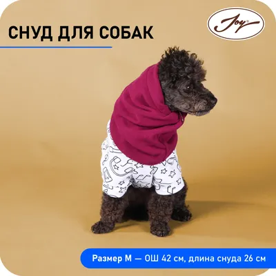 Шапка для собак и кошек Зоозавр купить по цене 499 ₽ с доставкой в Москве и  России, отзывы, фото