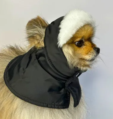 шапка для собак Большая пород зимняя- Большая собака - купить с доставкой  по выгодным ценам в интернет-магазине OZON (1358775545)