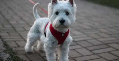 Вест-хайленд-уайт-терьер собака: фото, характер, описание породы