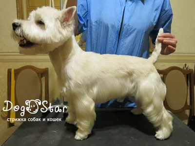 Сухой корм Royal Canin West Highland White Terrier Adult для собак породы  вест-хайленд уайт терьер – Корм для собак