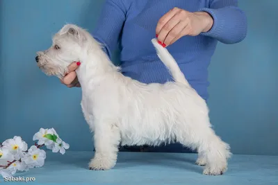 щенки вест хайленд уайт терьера: litter C, born 11.02.2016 (west highland  white terrier) - YouTube