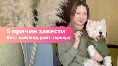Щенок Вест-хайленд-уайт-терьер 1 год, 2 месяца купить Москва | Pet-Yes