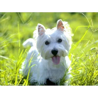 Вест-хайленд-уайт-терьер - описание породы собак: характер, особенности  поведения, размер, отзывы и фото - Питомцы Mail.ru