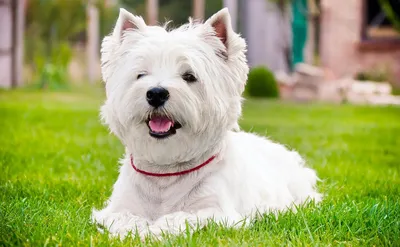 Вест-хайленд-уайт-терьер: все о собаке, фото, описание породы, характер,  цена