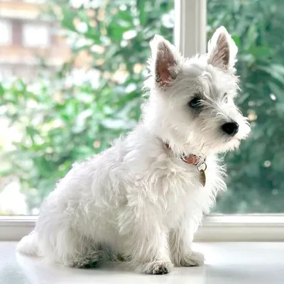 Вест-хайленд-уайт-терьер: все о собаке, фото, описание породы, характер,  цена