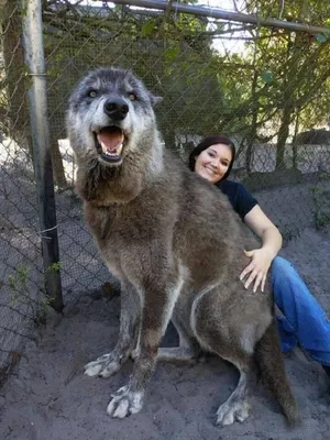 Большая собака | Wolf dog, Dog memes, Giant dog breeds