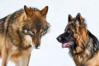 Собака и волк: основные отличия - k-9.ru