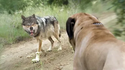 Волкодавы в Деле!!! 10 Собак Способных Победить Волка! - YouTube