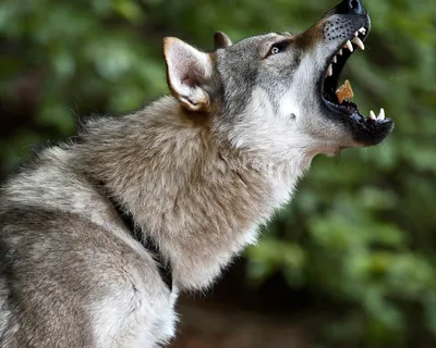 Собака и волк, лицом к лицу,в …» — создано в Шедевруме
