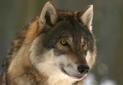 Волкособ (Wolfdog) - это активная, сильная и очень умная порода собак.  Описание, фото и отзывы.