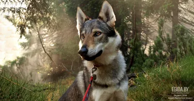 Собака против волка — ученые выяснили, кто из них умнее. Читайте на UKR.NET