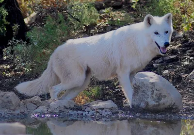 Страсти вокруг волков: что стало с животными, напугавшими Калугу -  Происшествия - Новости - Калужский перекресток Калуга