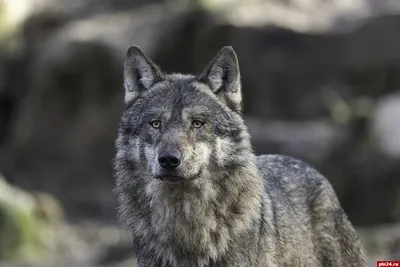 Волчья собака Сарлоса: фото, характер, описание породы