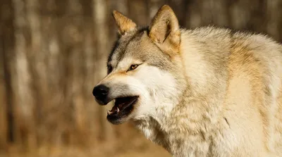 10 пород собак, в жилах которых течет волчья кровь - Питомцы Mail.ru