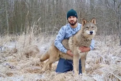 По Бобруйску гуляет волк (добавлены фото)