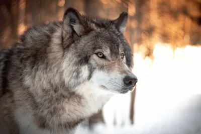 Воет, как волк: породы собак, которые не подойдут любителям тишины -  08.02.2023 | Rnews.ru