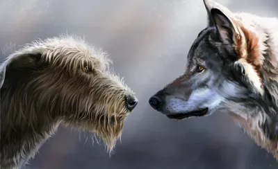 Собака волк фото фотографии